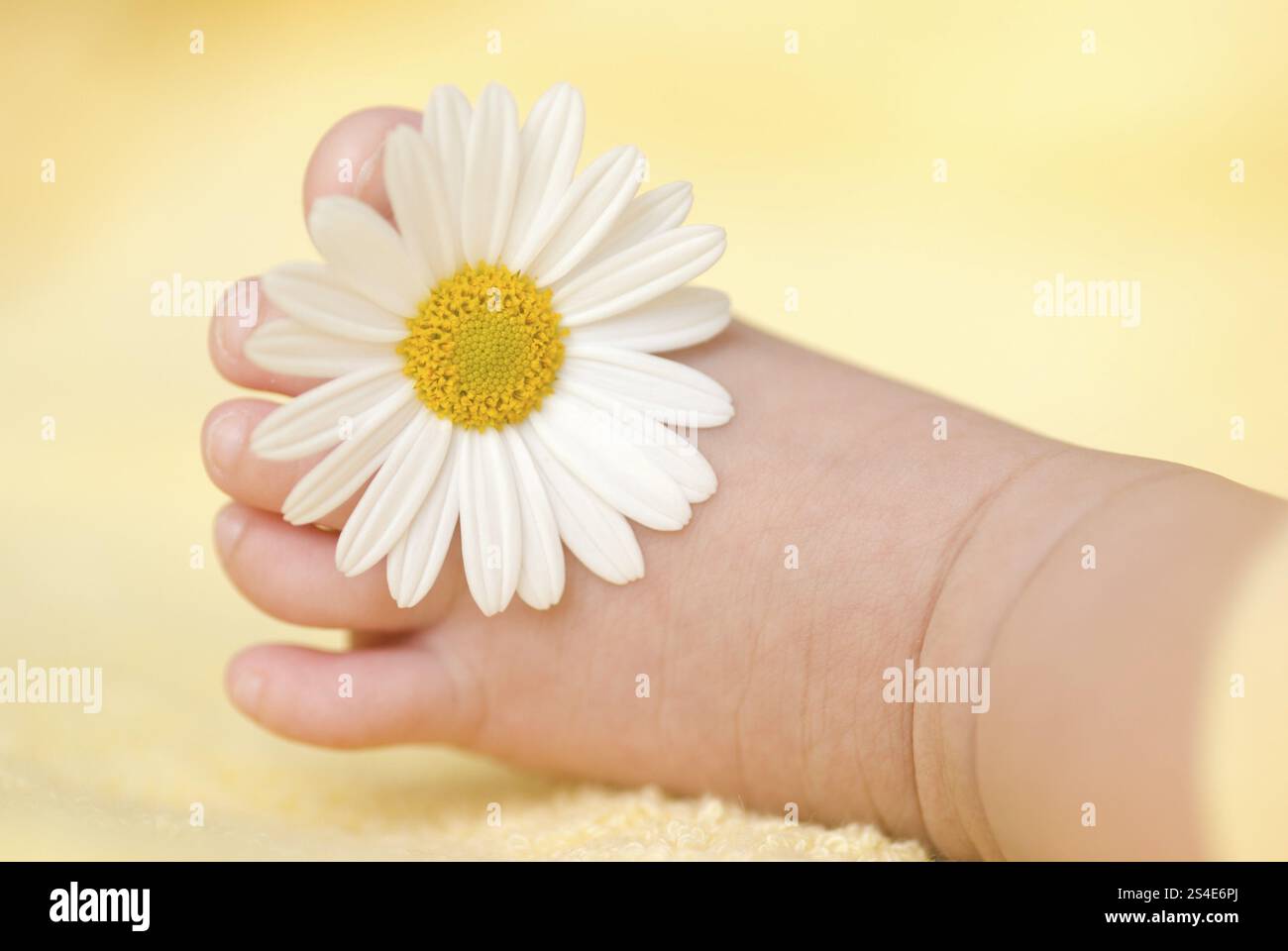 Beau pied de bébé avec une petite Marguerite blanche dessus. Le bébé a trois mois. Banque D'Images
