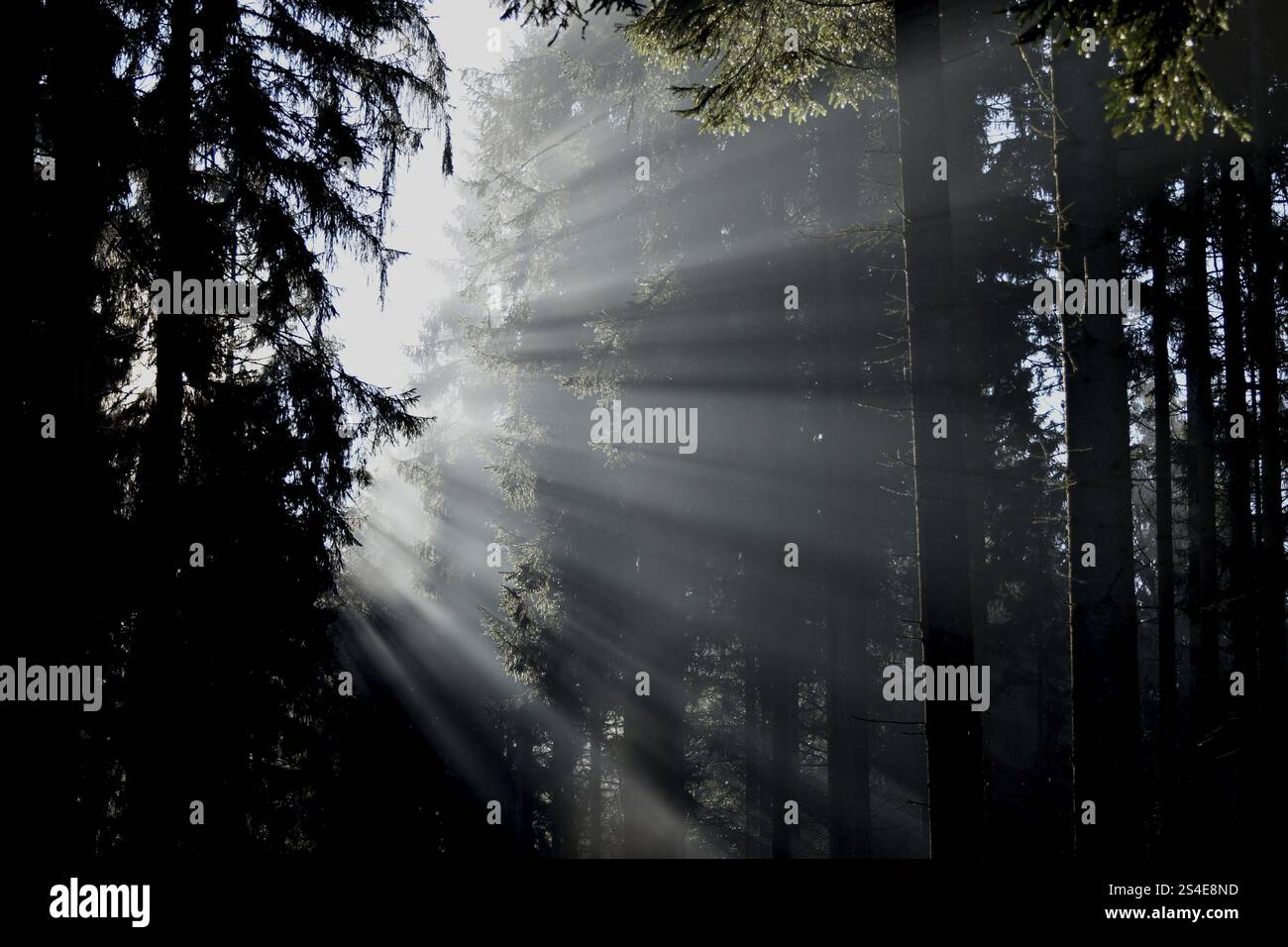 Des rayons de lumière tombent à travers la forêt de conifères par un matin d'hiver brumeux dans le parc national de Hunsrueck-Hochwald, Rhénanie-Palatinat, Allemagne, Europe Banque D'Images