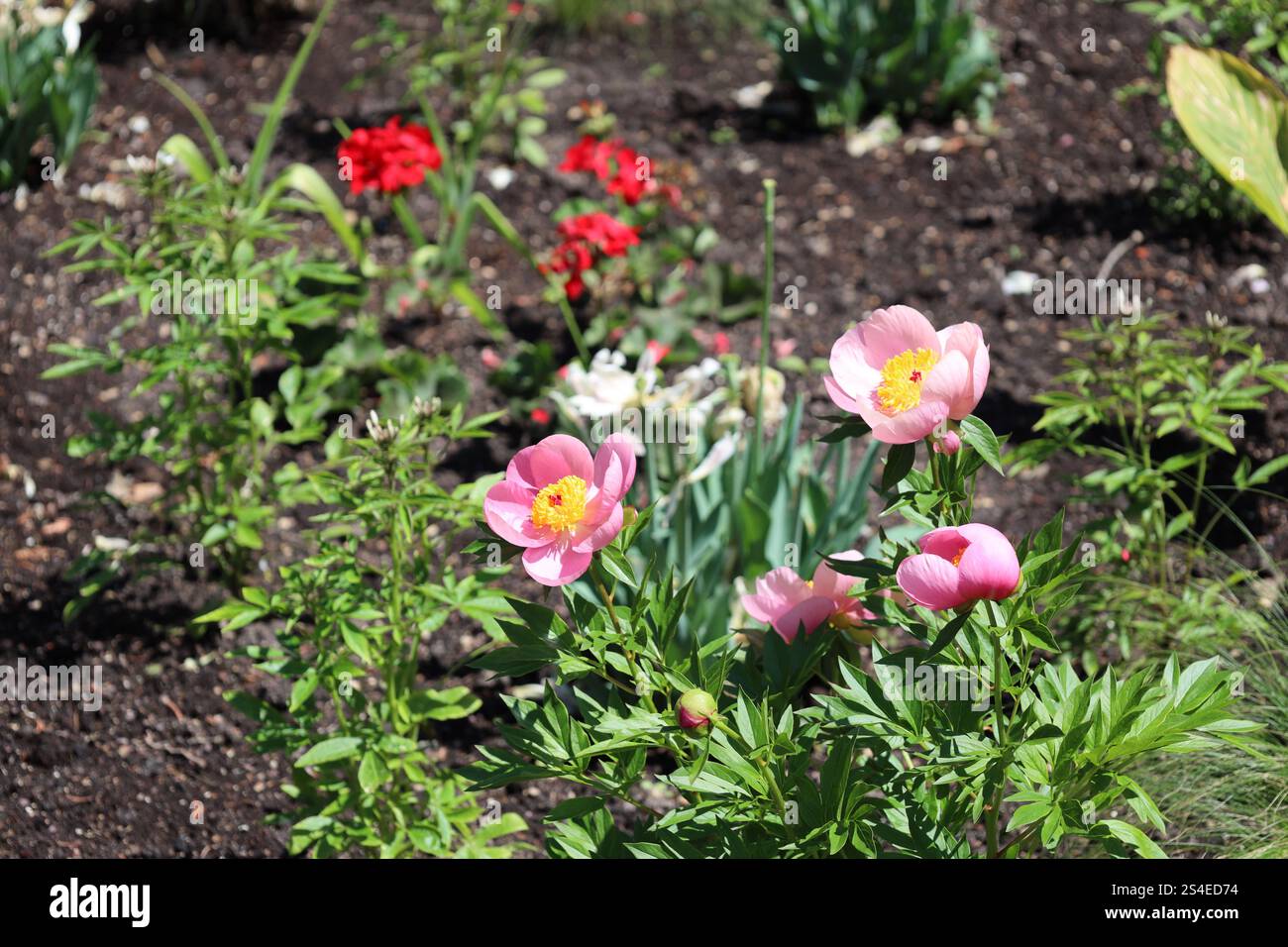 fleurs avec pétales mauves rose violet et centres or et rouge Banque D'Images