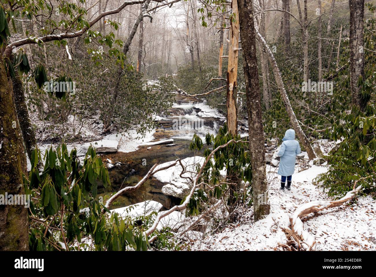 Femme dans la forêt enneigée surplombant Looking Glass Creek en hiver - Pisgah National Forest, près de Brevard, Caroline du Nord, États-Unis Banque D'Images
