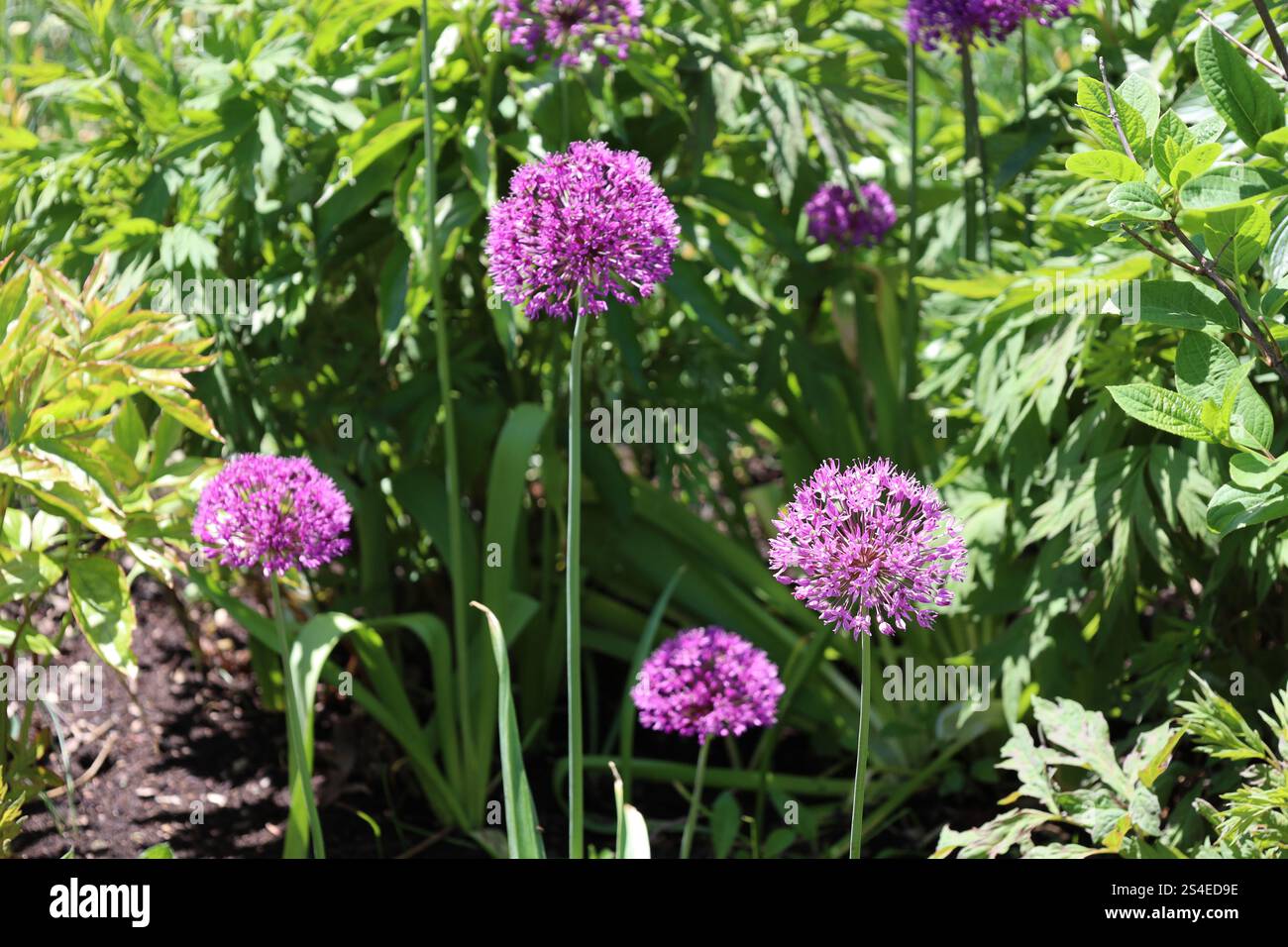 grandes fleurs violettes composées de nombreuses petites fleurs au sommet de tiges vertes Banque D'Images