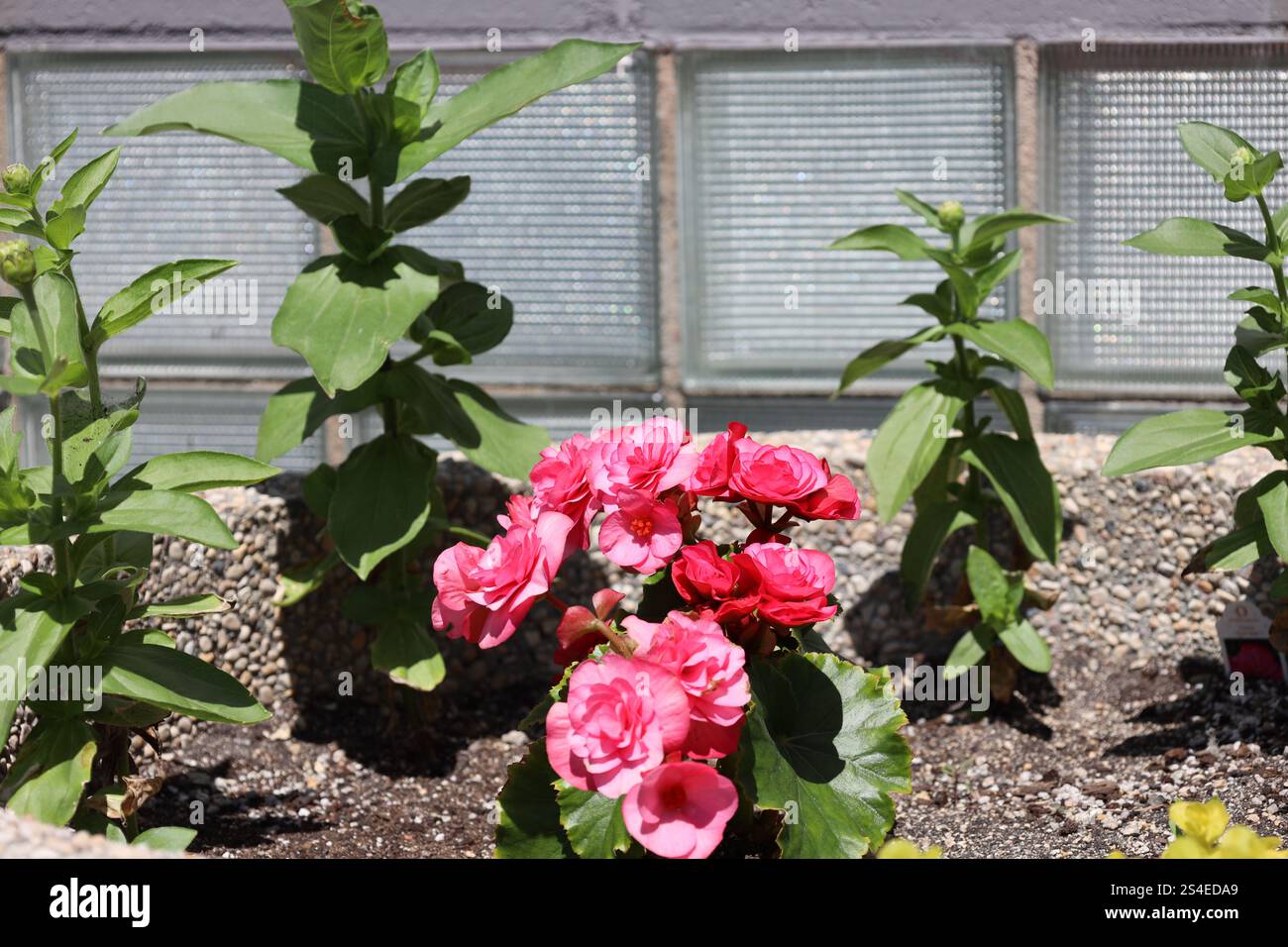 souffle de fleurs rouges rose blanc vif dans une jardinière en béton Banque D'Images