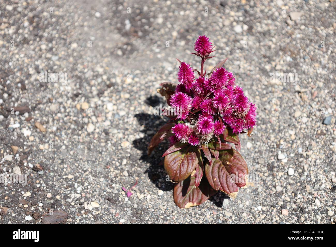 plante unique avec de nombreuses petites fleurs blanches rose rouge pourpre et des feuilles brunes rougeâtres Banque D'Images