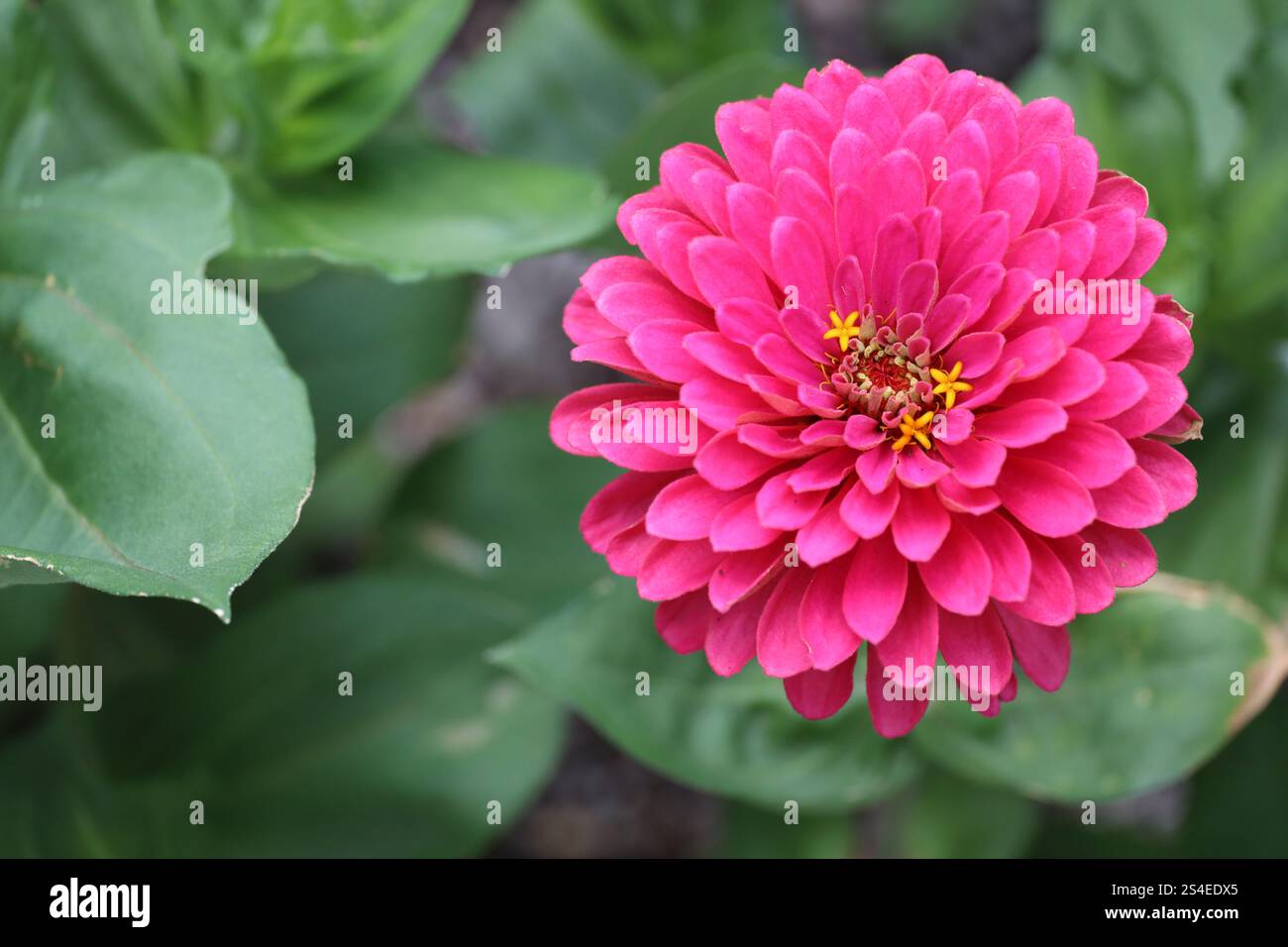 gros plan des feuilles vertes et une seule fleur d'or rouge rose violet Banque D'Images
