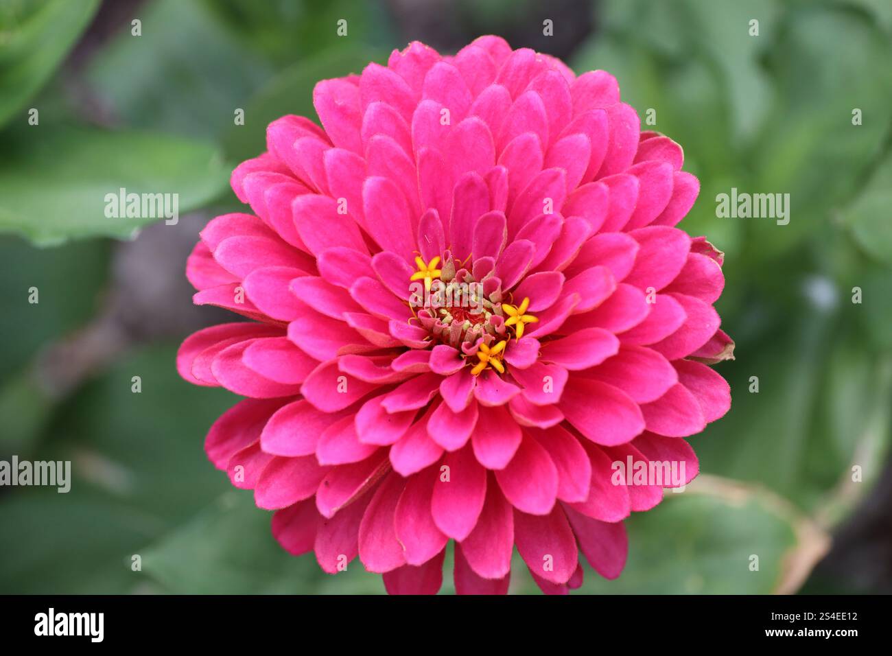 gros plan unique fleur d'or rouge rose violet Banque D'Images