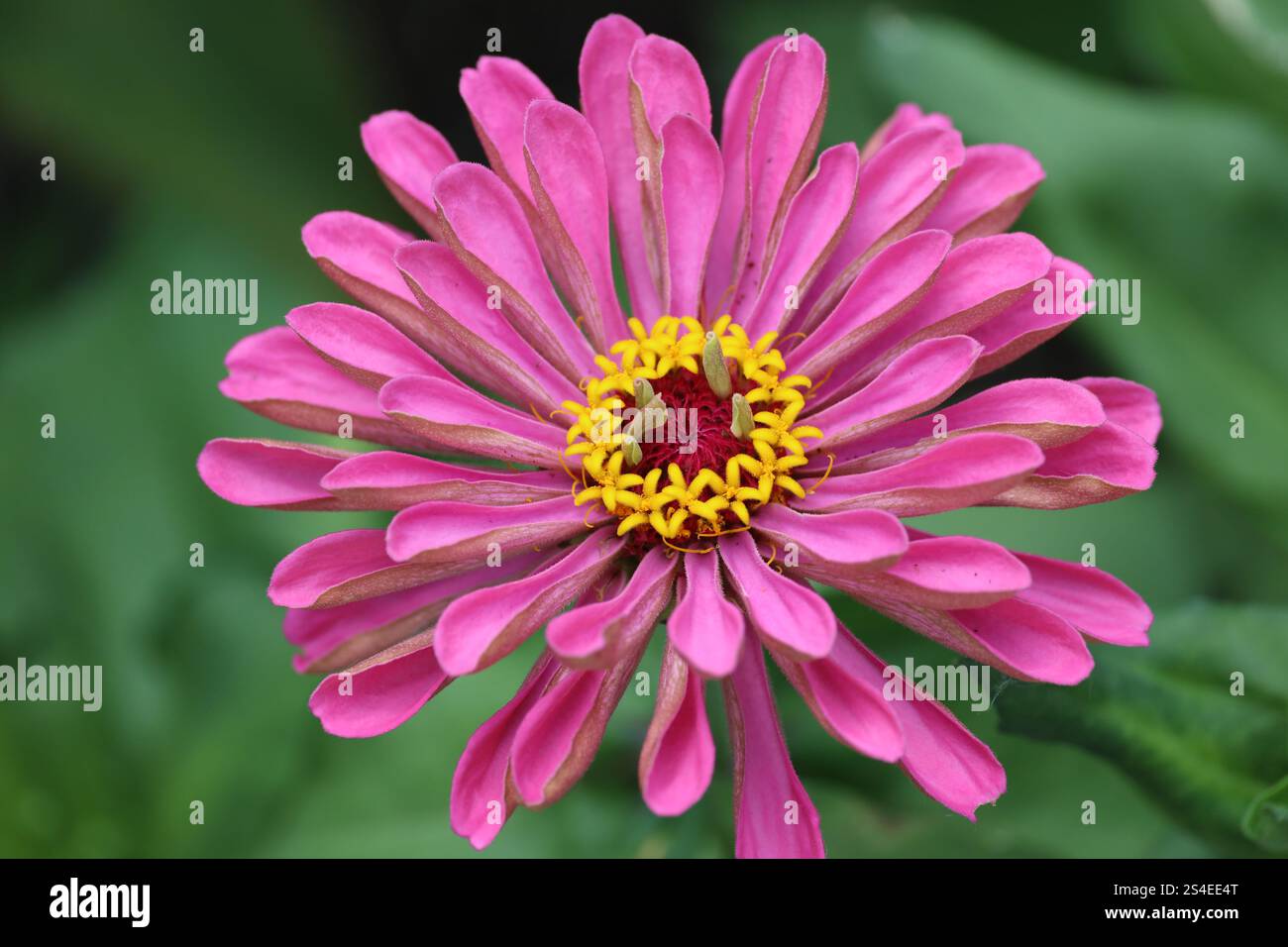 gros plan simple fleur avec de longs pétales mauve mauve mauve mauve et un centre rouge or Banque D'Images