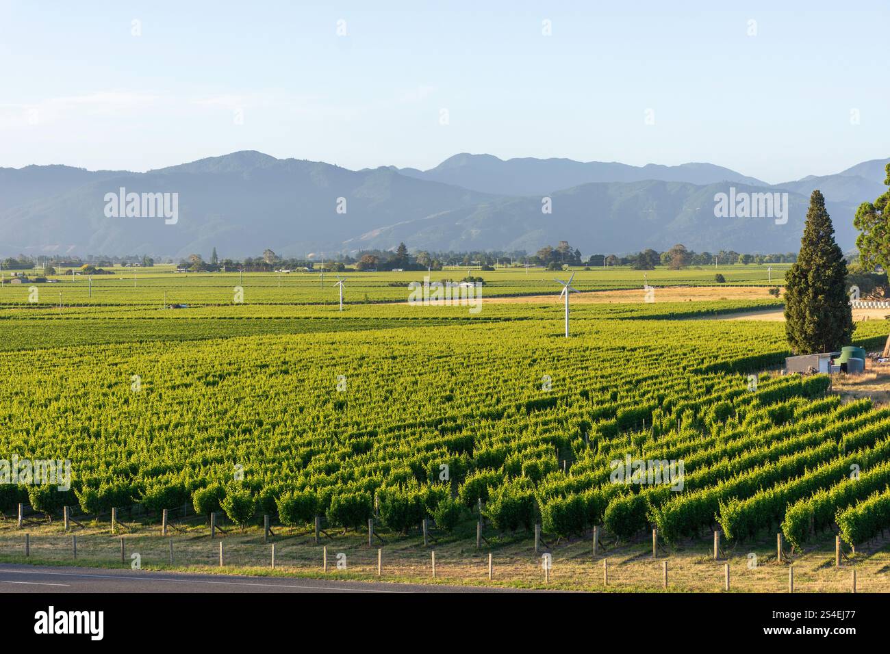 Vue sur le vignoble depuis Wither Hills Winery, Marlborough Wine Trail, Wairau Valley, Blenheim (Waiharakeke), Marlborough Region, île du Sud, Nouvelle-Zélande Banque D'Images