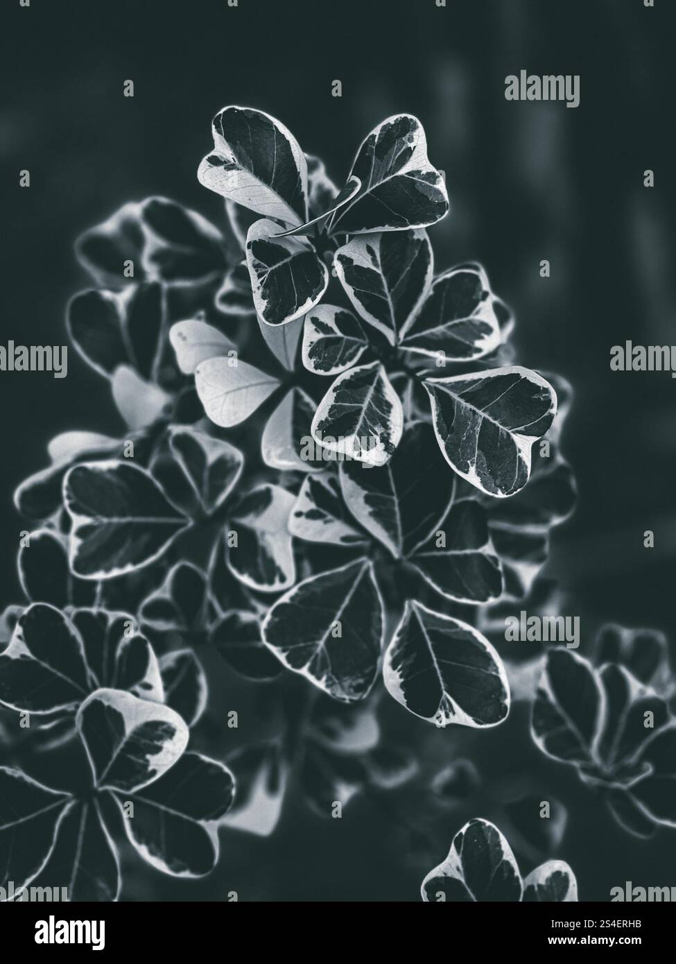 plante, arbre, plante verte - Image de stock capturée avec un smartphone