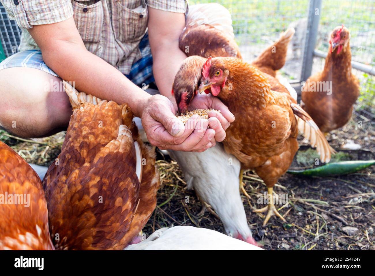 Le fermier nourrit ses poules à la main avec du grain. Concept d'agriculture biologique naturelle Banque D'Images