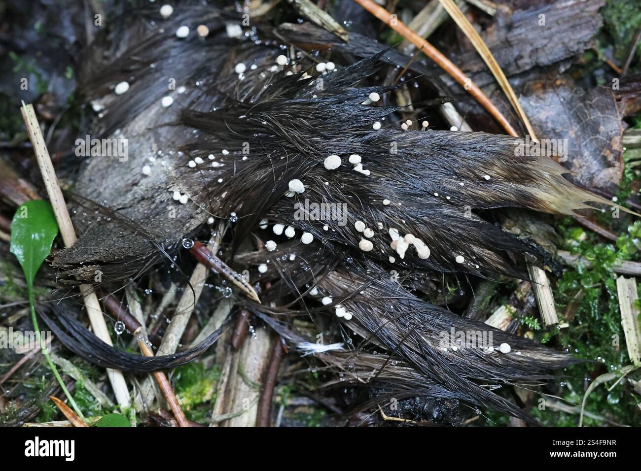 Onygena corvina, communément connu sous le nom de plumes stalkball poussant sur des poils d'orignal, champignon originaire de Finlande Banque D'Images