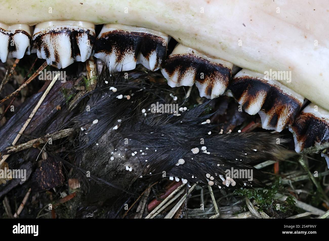 Onygena corvina, communément connu sous le nom de plumes stalkball poussant sur des poils d'orignal, champignon originaire de Finlande Banque D'Images