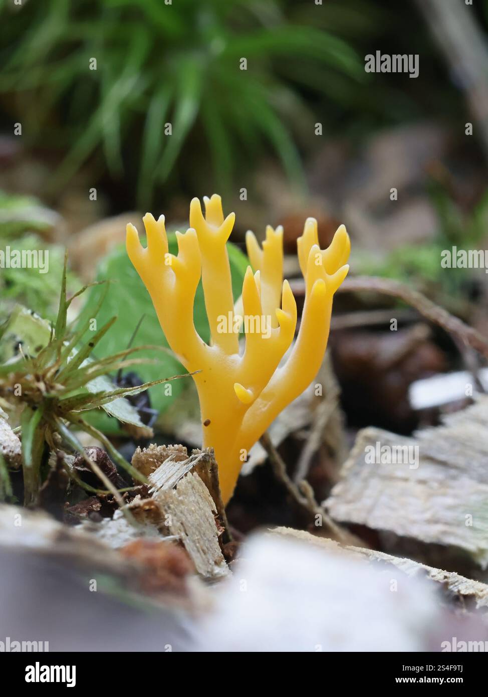 Ramariopsis crocea, communément appelé corail orange, champignon originaire de Finlande Banque D'Images