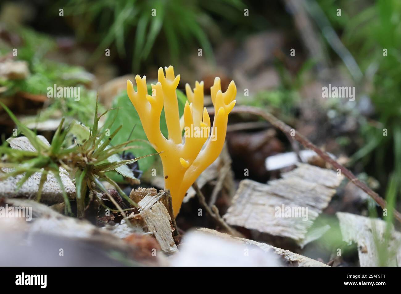 Ramariopsis crocea, communément appelé corail orange, champignon originaire de Finlande Banque D'Images