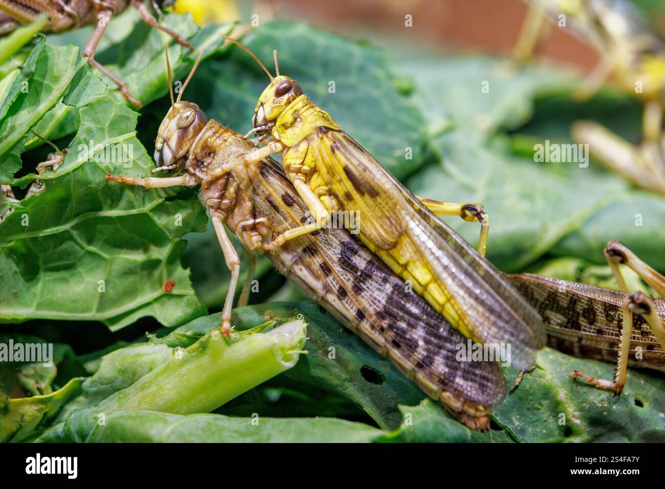 Les criquets pèlerins mâles et femelles, Schistocerca gregaria, se trouvent principalement dans les déserts et les zones sèches du nord et de l'est de l'Afrique, de l'Arabie et du sud Banque D'Images