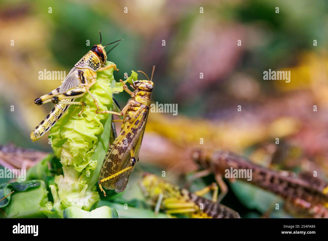 Les criquets pèlerins mâles et femelles, Schistocerca gregaria, se trouvent principalement dans les déserts et les zones sèches du nord et de l'est de l'Afrique, de l'Arabie et du sud Banque D'Images