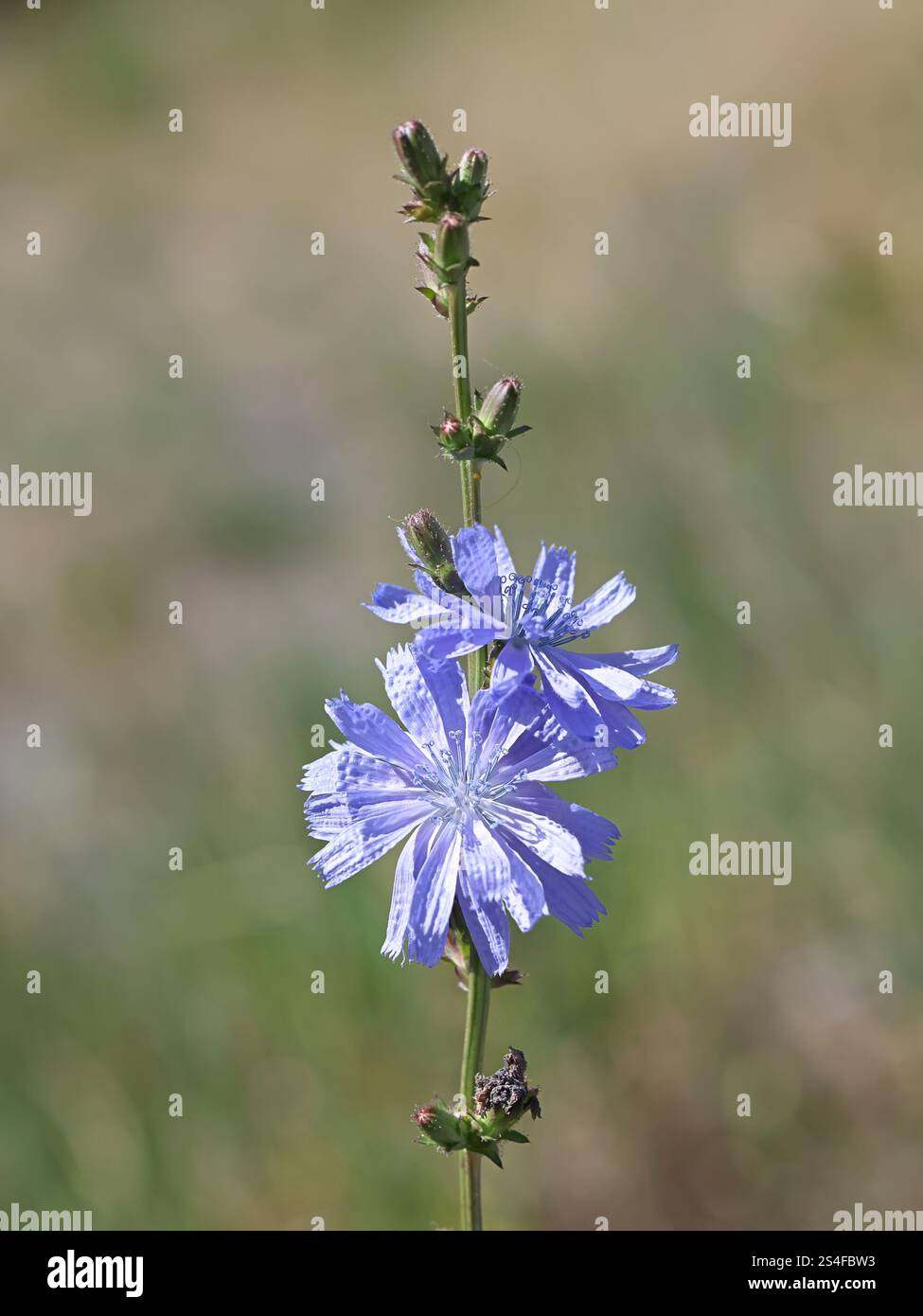 Chicorée, Cichorium intybus, également connu sous le nom de Marguerite bleue, pissenlit bleu, marins bleus, herbe bleue, couchette, café-weed, bleuet, hendibeh, horseweed, ragg Banque D'Images Chicorée, Cichorium intybus, également connu sous le nom de Marguerite bleue, pissenlit bleu, marins bleus, herbe bleue, couchette, café-weed, bleuet, hendibeh, horseweed, ragg Banque D'Images