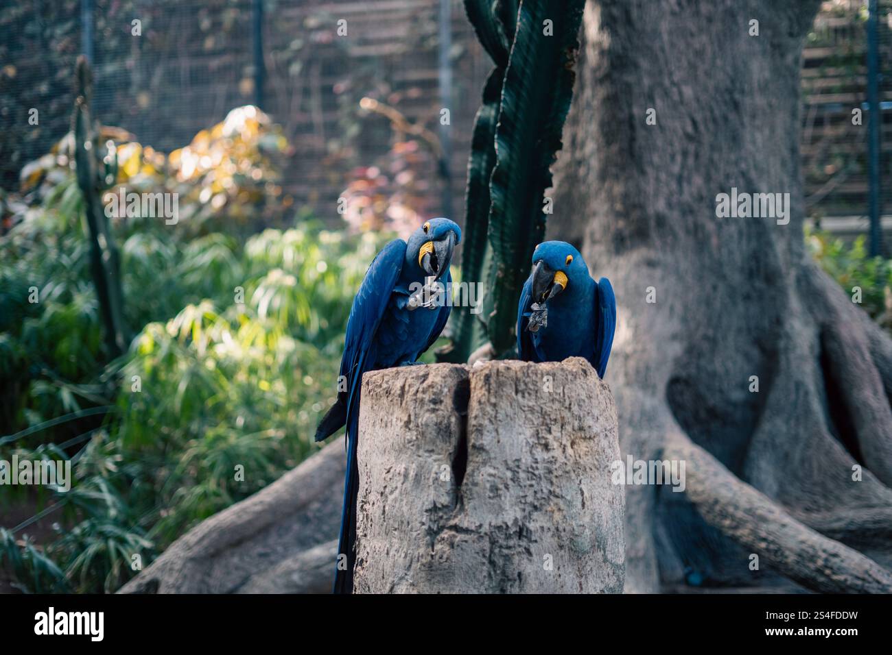 Deux perroquets bleus sur un tronc d'arbre Banque D'Images Deux perroquets bleus sur un tronc d'arbre Banque D'Images