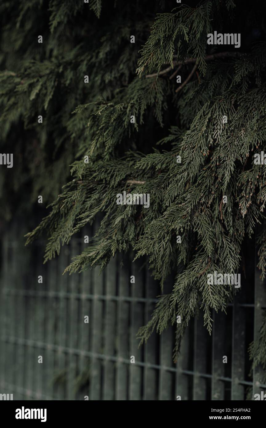 haie d'arbres à feuilles persistantes Banque D'Images