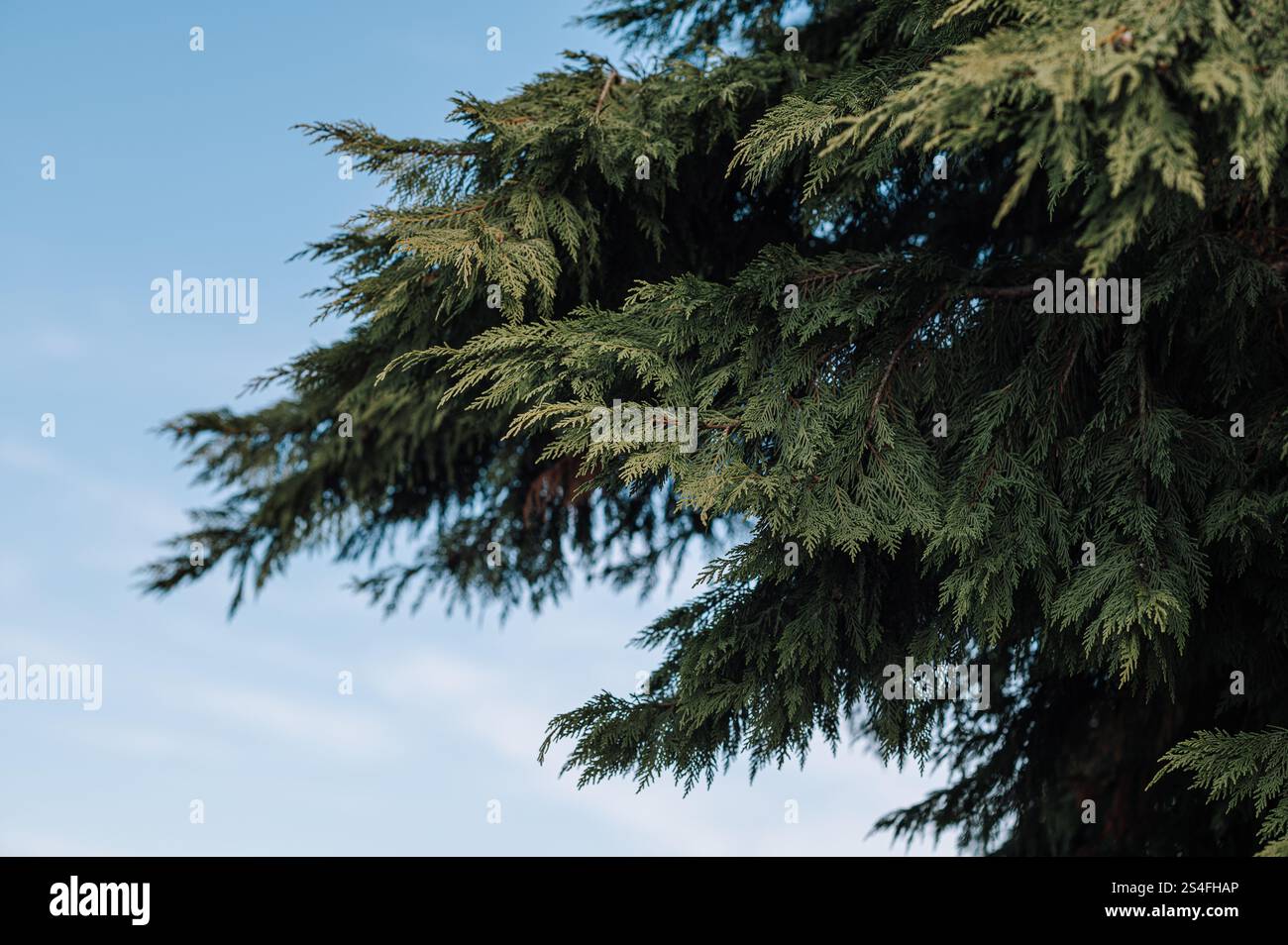 haie d'arbres à feuilles persistantes Banque D'Images