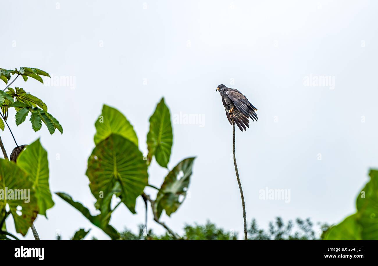 Grand faucon noir (Buteogallus urubitinga perché sur une branche mince, forêt amazonienne, parc national de Yasuni, Équateur, Amérique du Sud Banque D'Images
