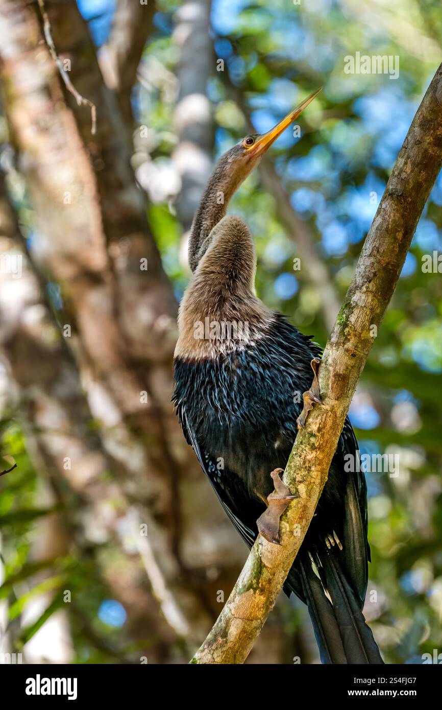Grand héron perché sur la branche dans l'arbre, forêt amazonienne, parc national de Yasuni, Équateur, Amérique du Sud Banque D'Images