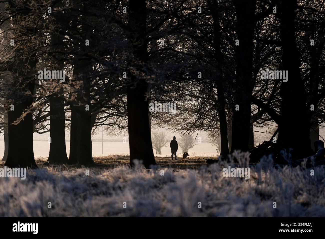Promeneurs de chiens au lever du soleil à Richmond Park, Londres. Une grande partie du Royaume-Uni a enduré des températures inférieures au point de congélation du jour au lendemain, alors que la vague de froid continue à travers le Royaume-Uni. Date de la photo : dimanche 12 janvier 2025. Banque D'Images