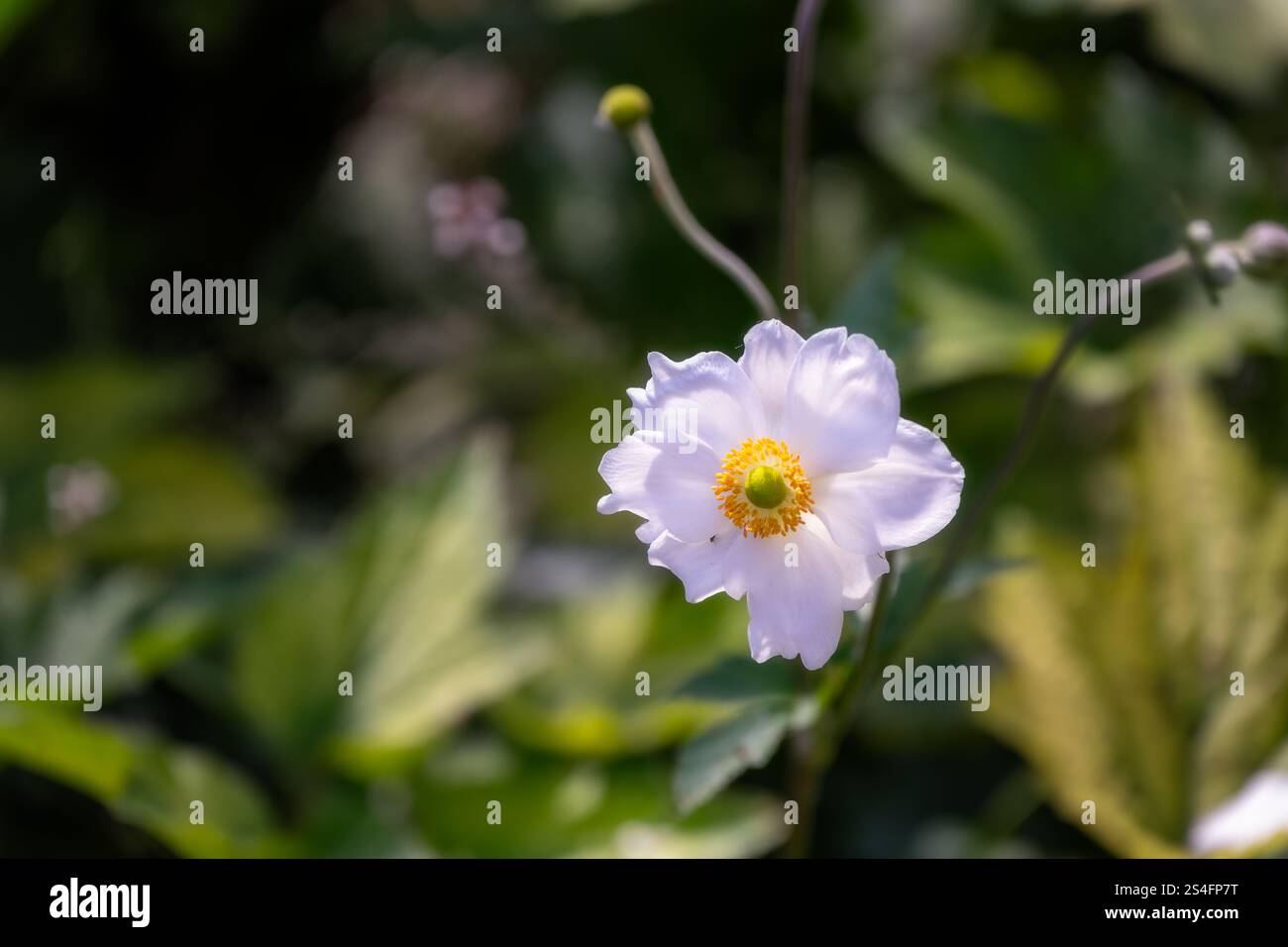 Belle fleur blanche d'Eriocapitella hupehensis ou anémone japonaise en été, gros plan Banque D'Images