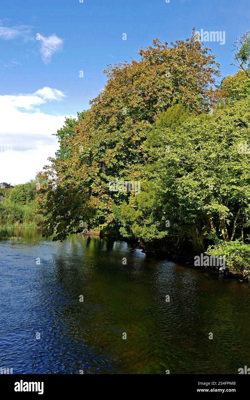 Bois de Cong, comté de Mayo, province de Connacht, République d'Irlande, Europe Banque D'Images