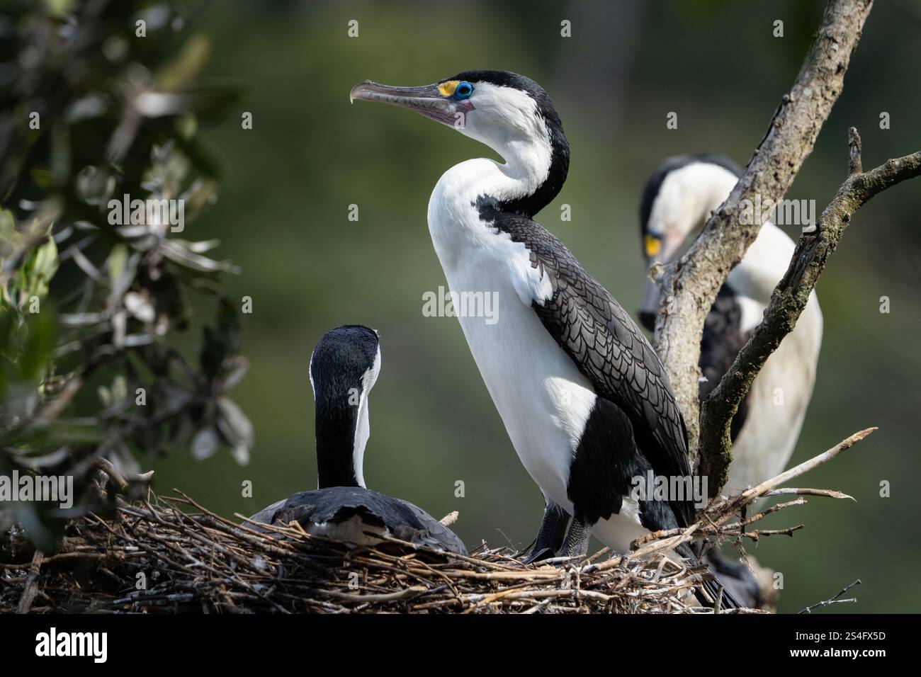 Nidification des cormorans pieds australiens (Phalacrocorax varius). Aussi connu sous le nom de pied cormoran, pied shag/karuhiruhi (Nouvelle-Zélande), grand pied cormoran Banque D'Images