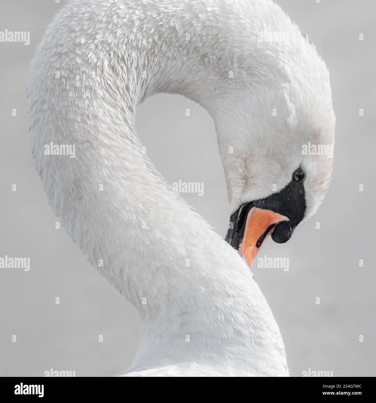 Coup de tête de cygne blanc avec cou en forme de s'. Cygne cachant son bec derrière son cou. Belle photographie d'art d'oiseau sur un fond clair Banque D'Images