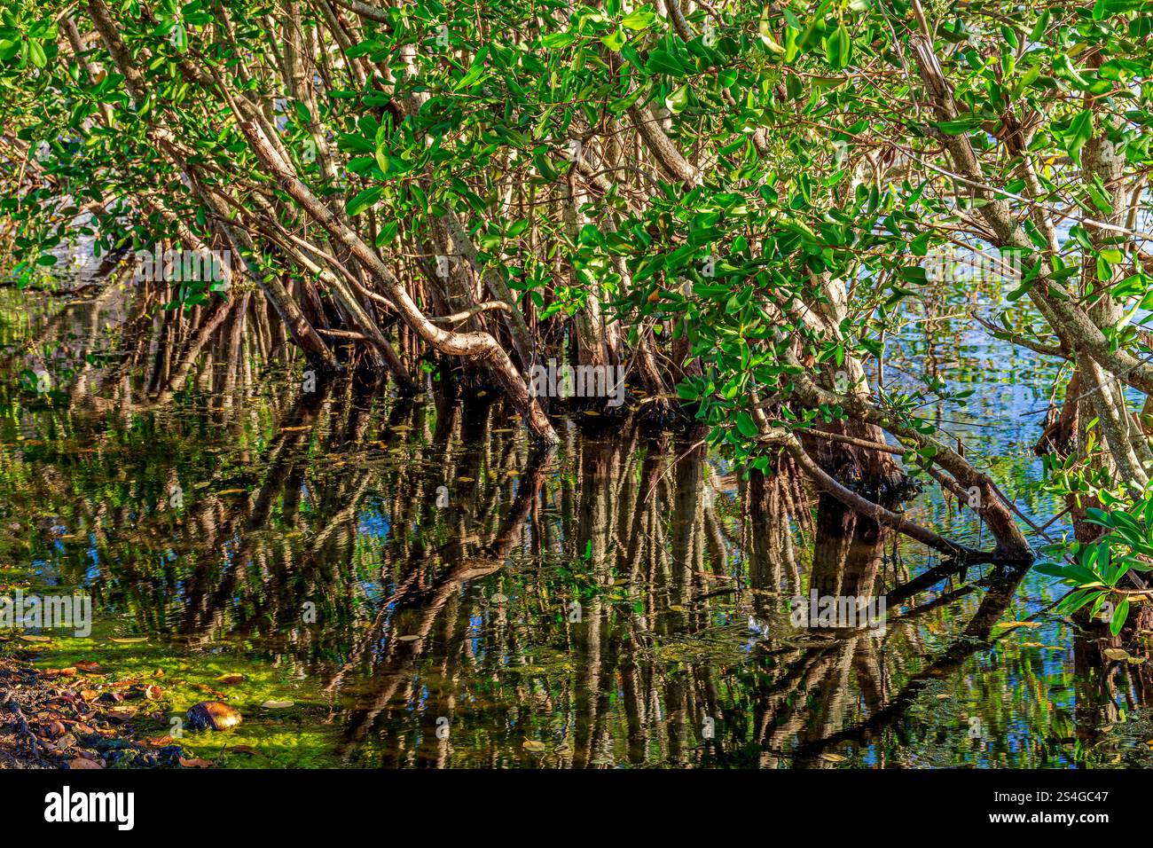 Dense végétation de mangrove reflétée dans les eaux calmes de la côte de Rio de Janeiro, Brésil Banque D'Images