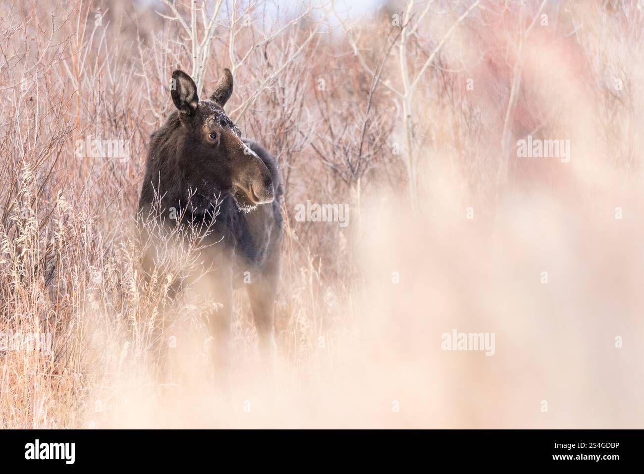 Vache Moose dans le sous-bois. Banque D'Images