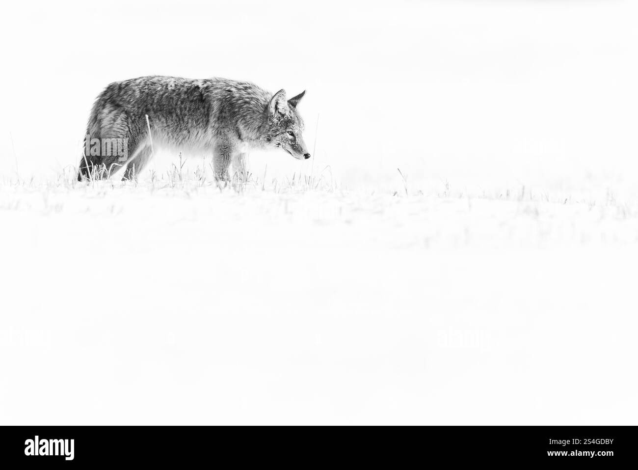 Coyote dans une prairie enneigée. Banque D'Images