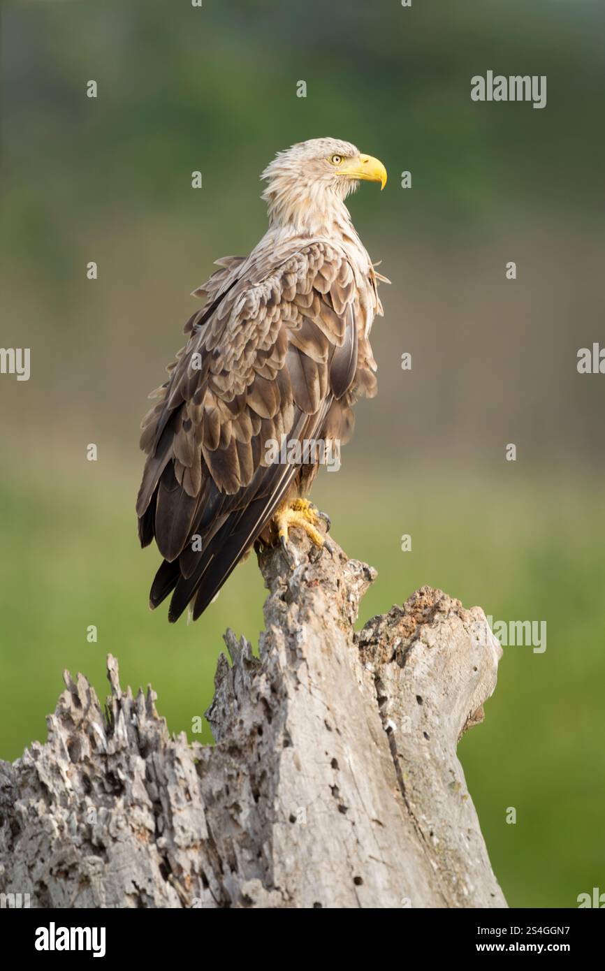 Femelle adulte d'aigle à queue blanche (Haliaeetus albicilla) perchée sur une souche d'arbre en pourriture, vue de côté avec des plumes volantes Banque D'Images