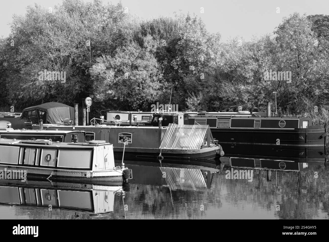 Plusieurs bateaux étroits sont paisiblement amarrés le long du canal Ripon, entourés d'arbres broussailleux. Banque D'Images