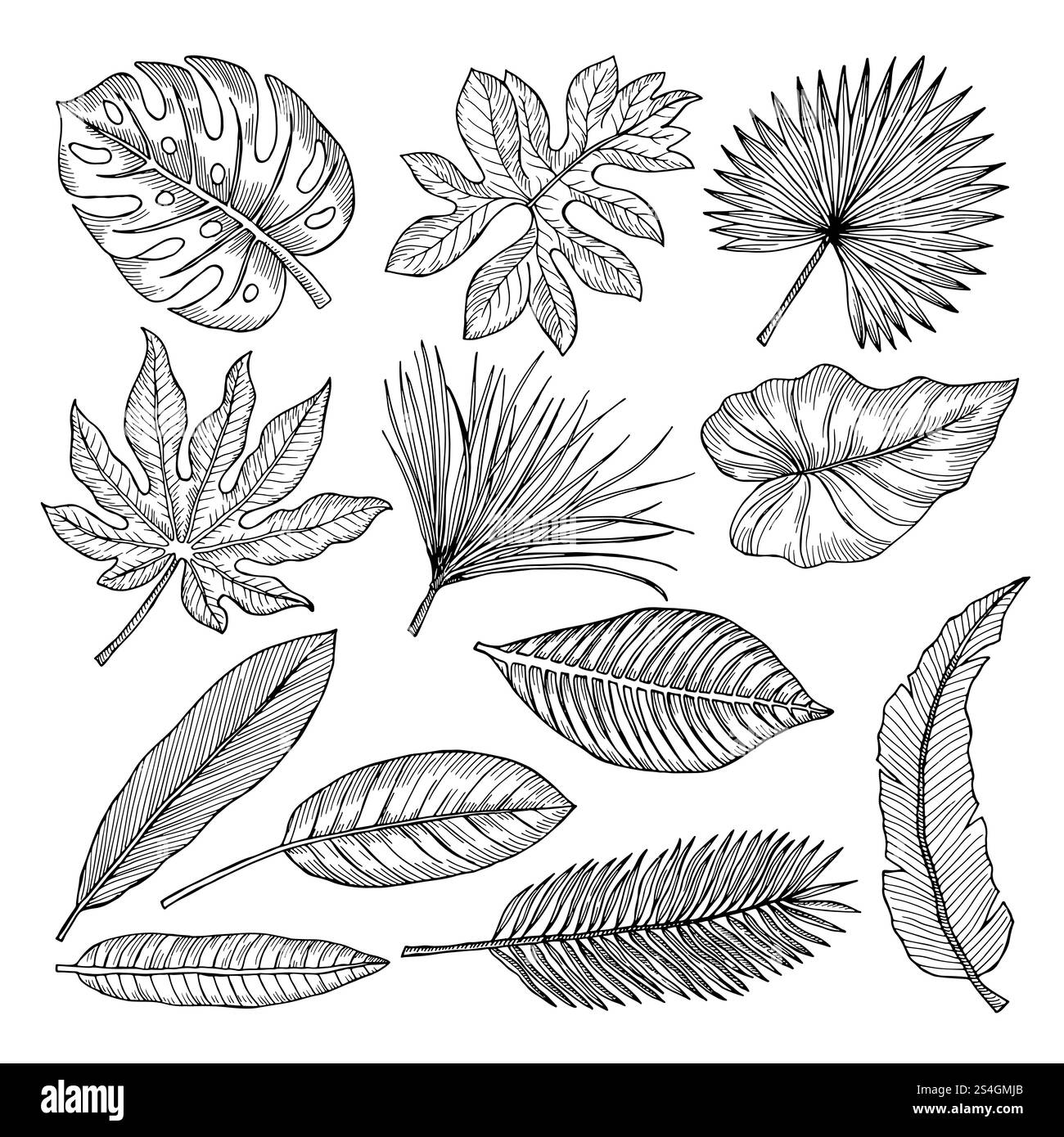 Feuilles et plantes tropicales. Les images de dessin de main vectorielle isolent. Illustration de palmier à feuilles tropicales. Feuilles et plantes tropicales. Les images de dessin de main vectorielle isolent Illustration de Vecteur Feuilles et plantes tropicales. Les images de dessin de main vectorielle isolent. Illustration de palmier à feuilles tropicales. Feuilles et plantes tropicales. Les images de dessin de main vectorielle isolent Illustration de Vecteur