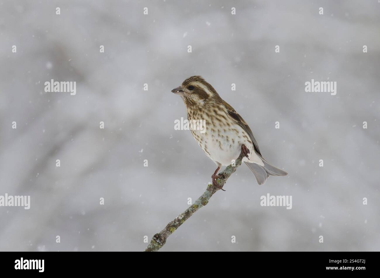 Finch violet, Haemorhous purpureus, femelle en forte tempête de neige Banque D'Images