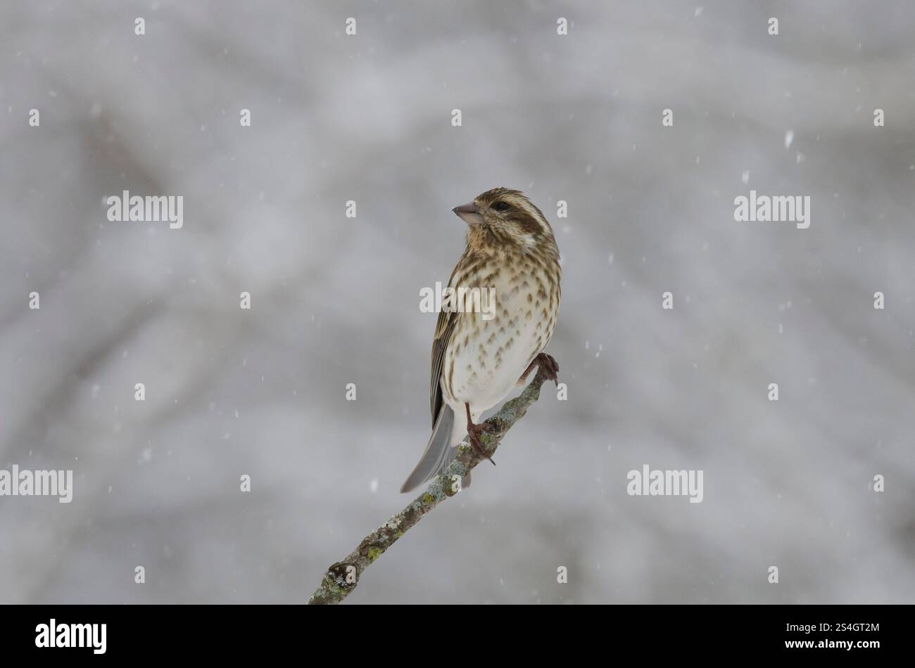 Finch violet, Haemorhous purpureus, femelle en forte tempête de neige Banque D'Images