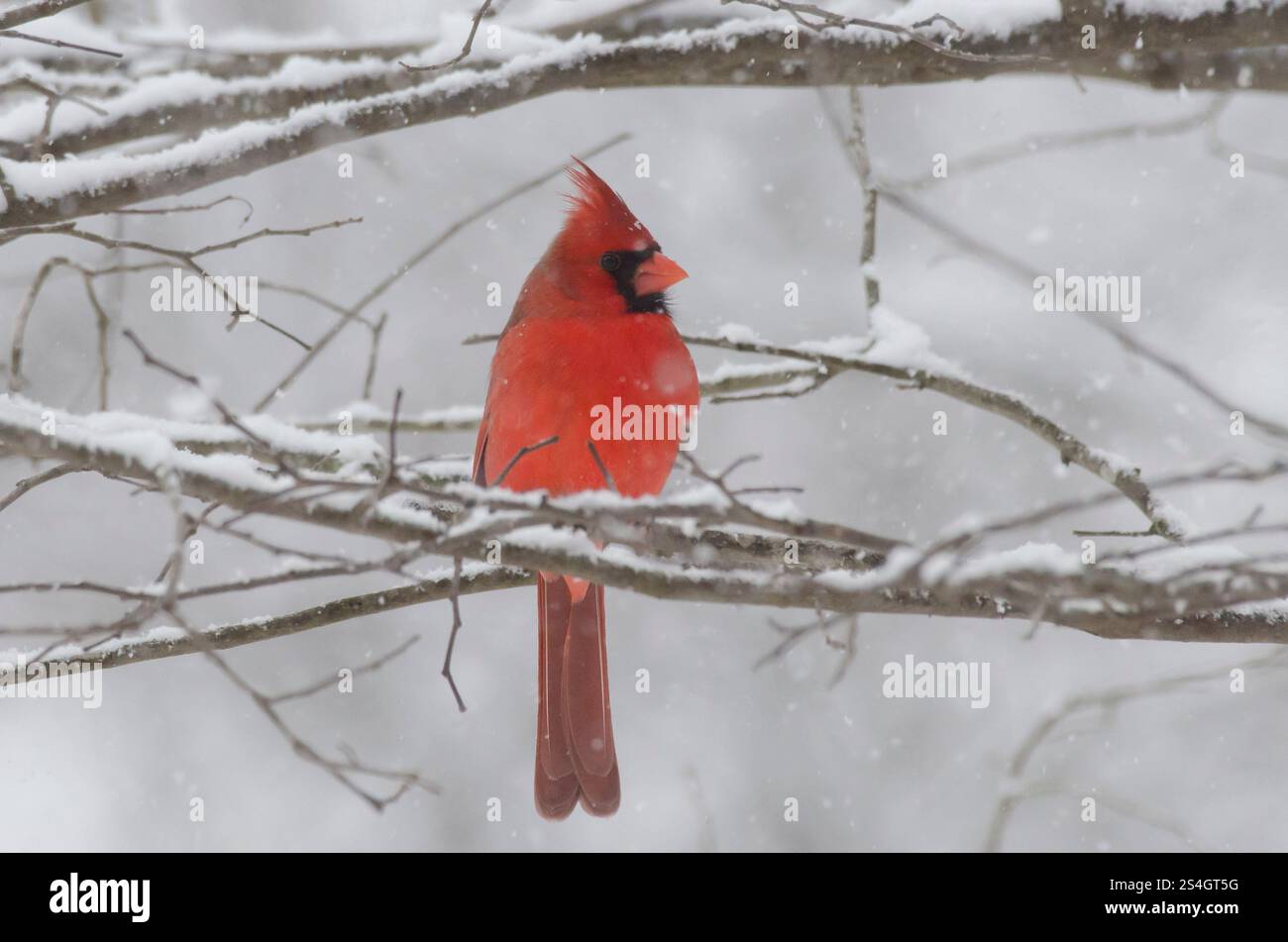 Cardinal du Nord, cardinalis cardinalis, mâle dans une tempête de neige intense Banque D'Images