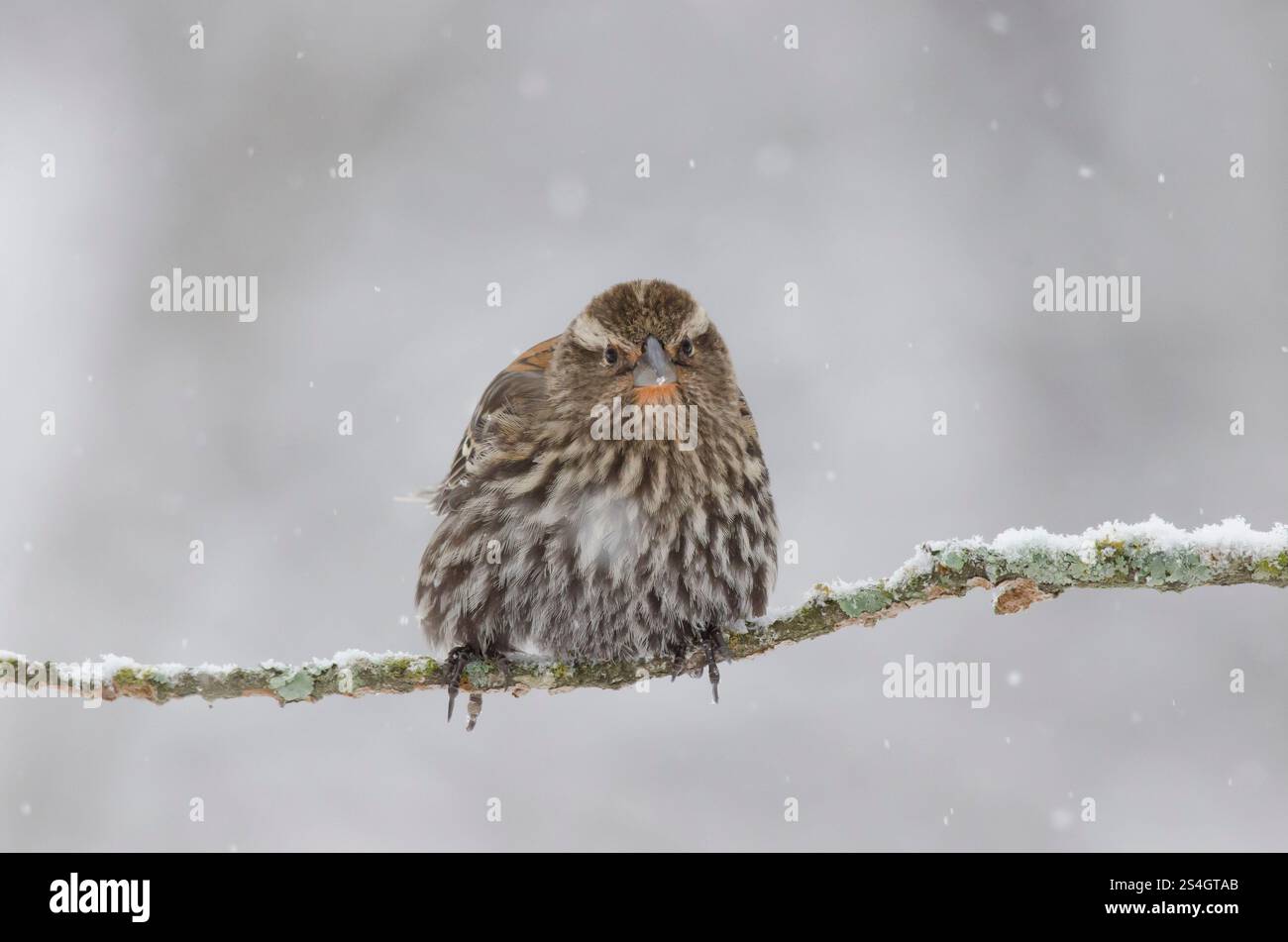 Blackbird ailé rouge, Agelaius phoeniceus, femelle dans une tempête de neige lourde Banque D'Images
