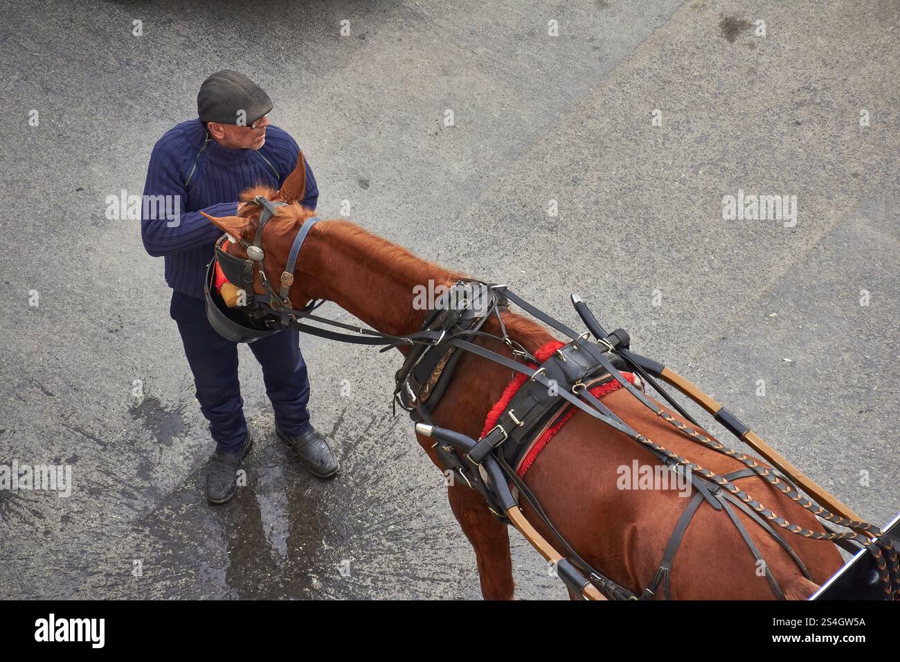 Homme donnant à un cheval harnaché un peu d'eau dans une rue à Malte. Banque D'Images