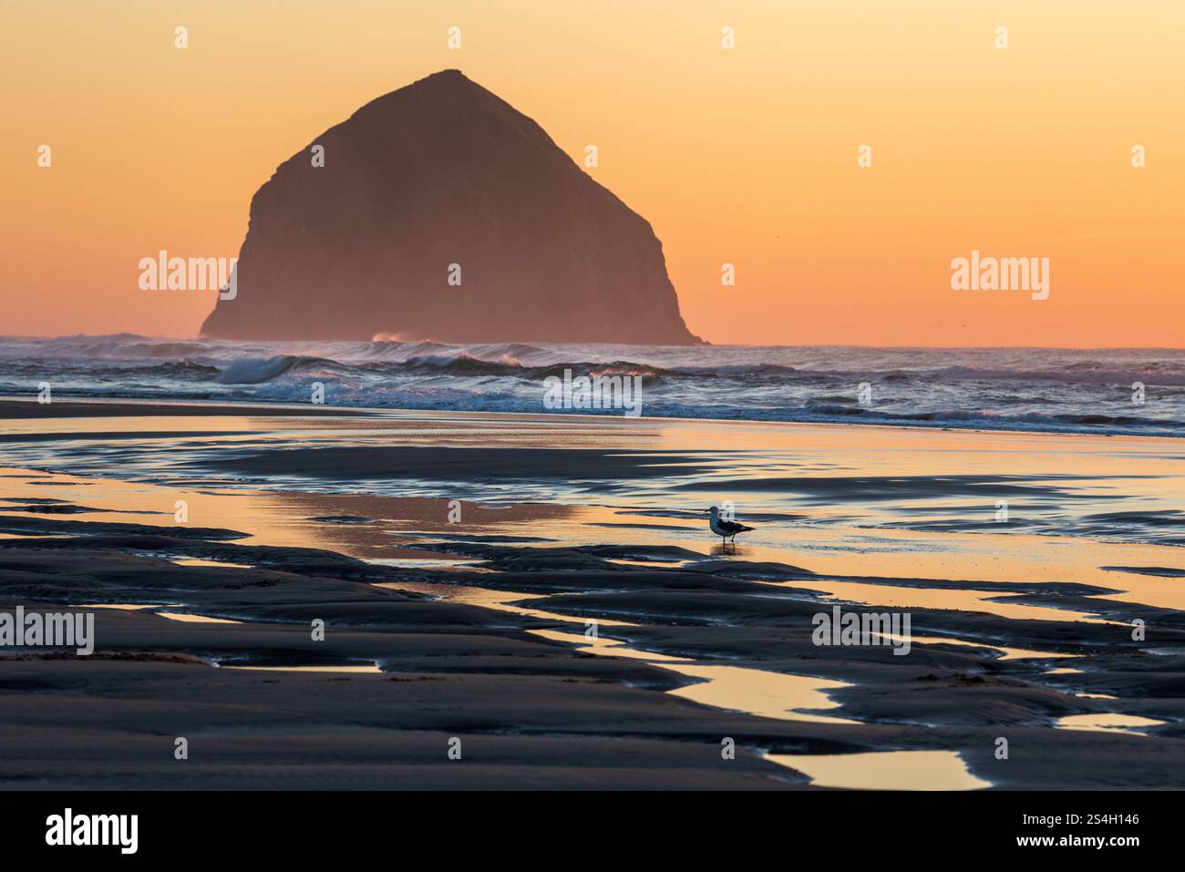 Gull sur McPhillips Beach, avec Haystack Rock en arrière-plan, Oregon. Banque D'Images