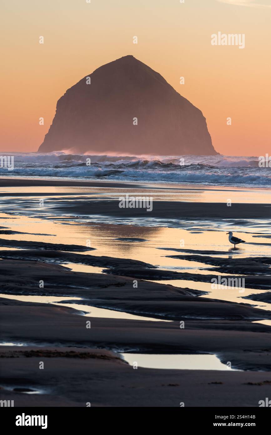Gull sur McPhillips Beach, avec Haystack Rock en arrière-plan, Oregon. Banque D'Images