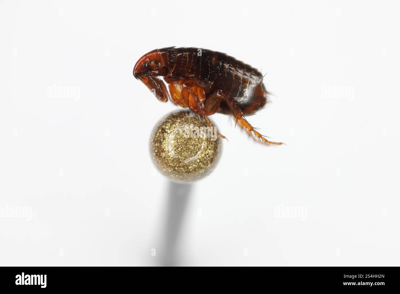 Super macro gros plan de puce brune, Siphonaptera sur la tête d'une épingle. Il survit en tant que parasite externe de succion de sang des mammifères et des oiseaux. Banque D'Images