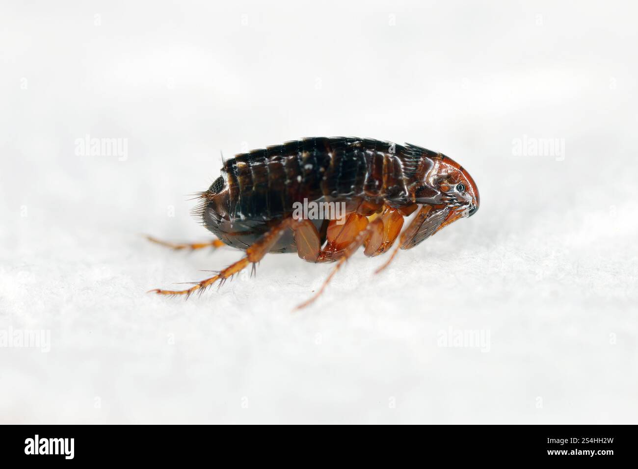 Super macro gros plan de brun, ambre puce de couleur, Siphonaptera. Il survit en tant que parasite externe de succion de sang des mammifères et des oiseaux. Banque D'Images