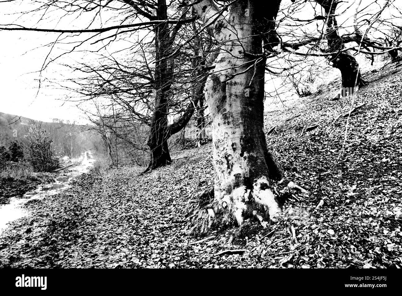 Hêtres adjacents au tramway à travers Cwm nant ddu et le mémorial de Llanerch voisin où 176 hommes et garçons sont morts dans une explosion de puits en 1890 Banque D'Images