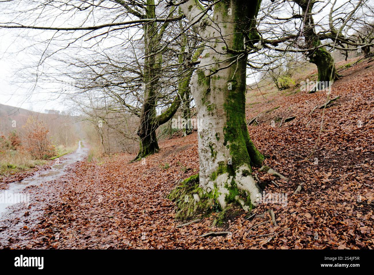 Hêtres adjacents au tramway à travers Cwm nant ddu et le mémorial de Llanerch voisin où 176 hommes et garçons sont morts dans une explosion de puits en 1890 Banque D'Images