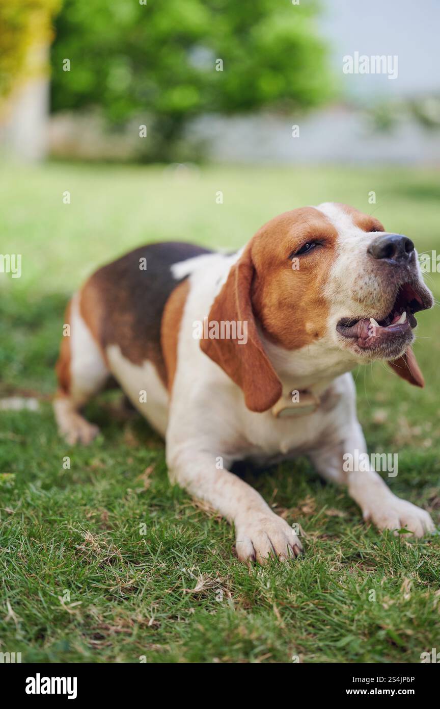 Chien beagle aboyant fort sur l'herbe verte de prairie Banque D'Images