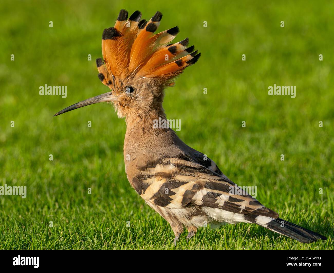Eurasian Hoopoe, Upupa épops, sur les jardins de l'hôtel four seasons, Alexandrie, Egypte Banque D'Images