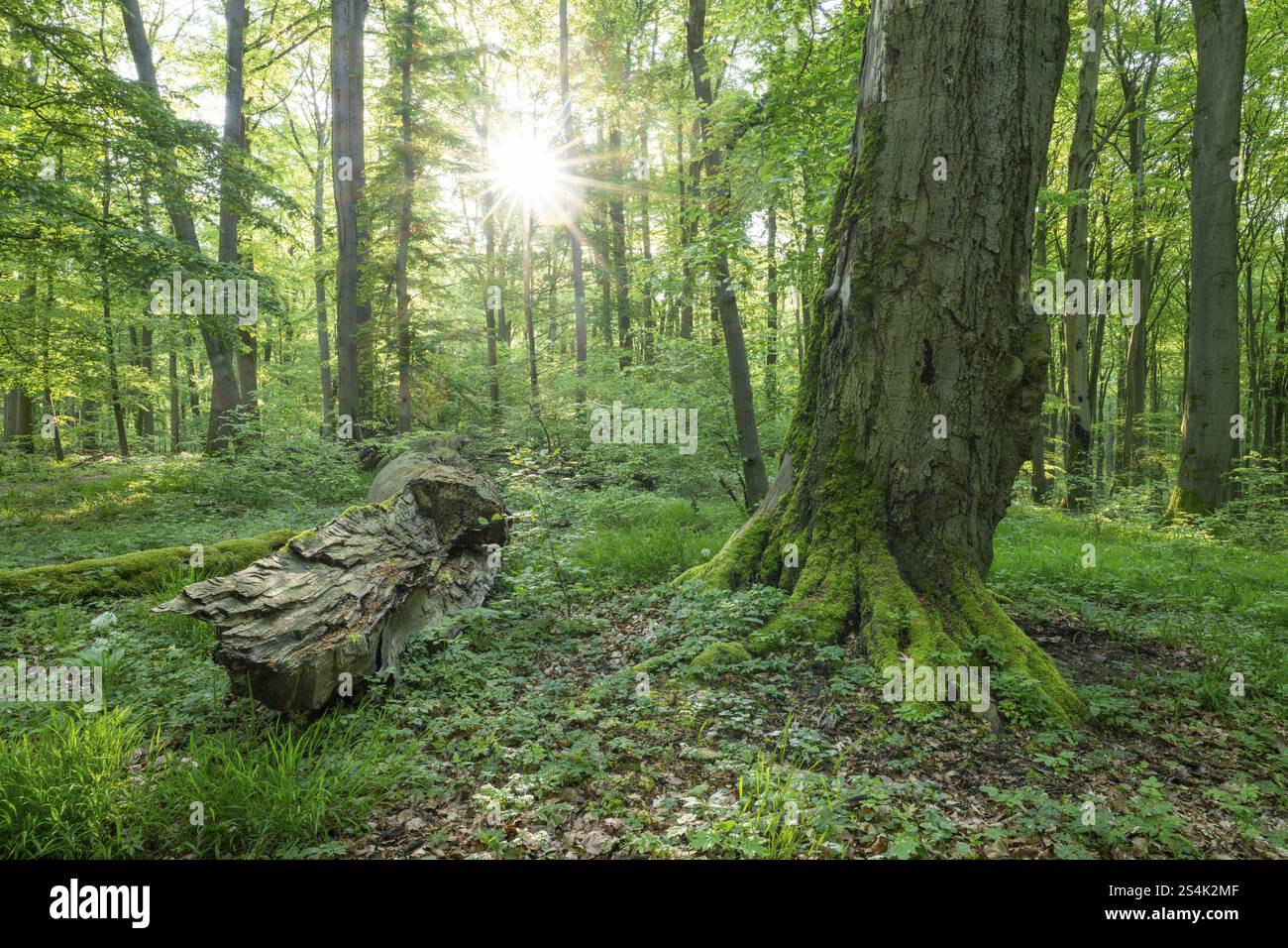 Forêt de feuillus quasi naturelle, bois mort de hêtres cuivrés (Fagus sylvatica), Sonnenstern, Parc national de Hainich, Thuringe, Allemagne, Europe Banque D'Images